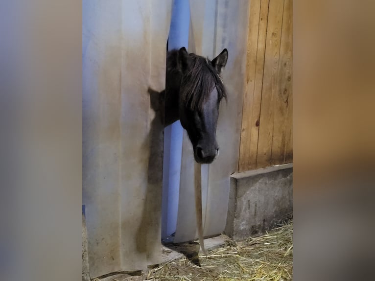 Konik Caballo castrado 3 años 146 cm in Abtsgmünd