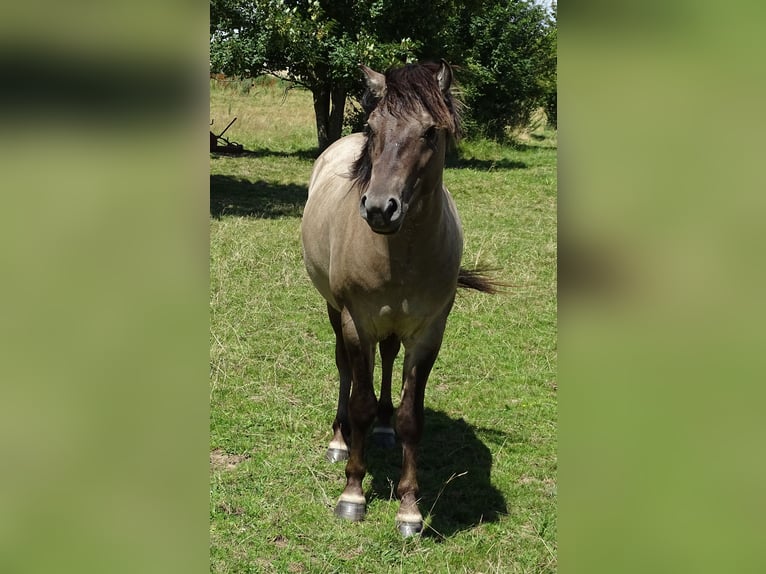 Konik Caballo castrado 4 años 134 cm Grullo in Mömbris