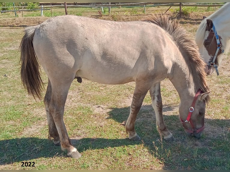 Konik Caballo castrado 4 años 134 cm Grullo in Reichelsheim