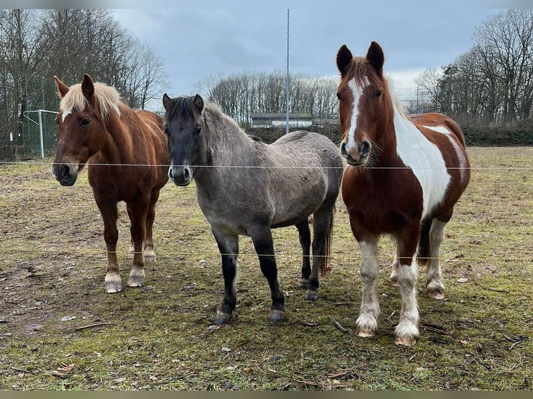 Konik Caballo castrado 4 años 134 cm Grullo in Reichelsheim