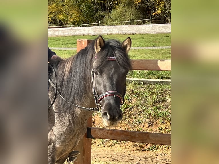 Konik Caballo castrado 4 años 134 cm Grullo in Ursensollen