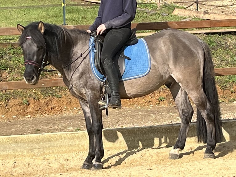 Konik Caballo castrado 4 años 134 cm Grullo in Ursensollen