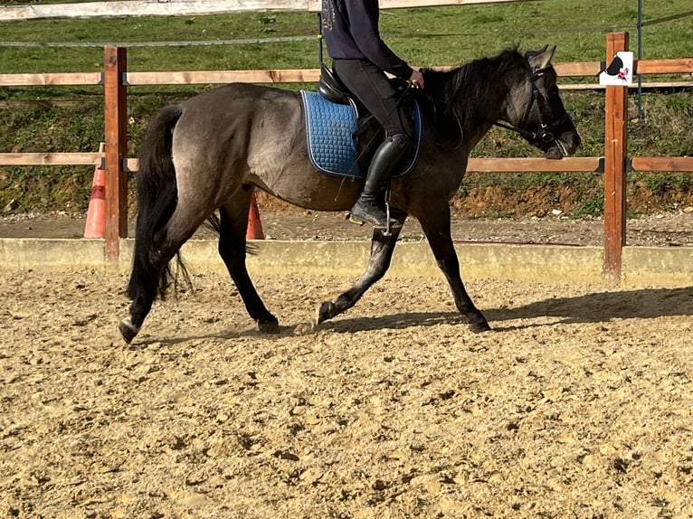 Konik Caballo castrado 4 años 134 cm Grullo in Ursensollen