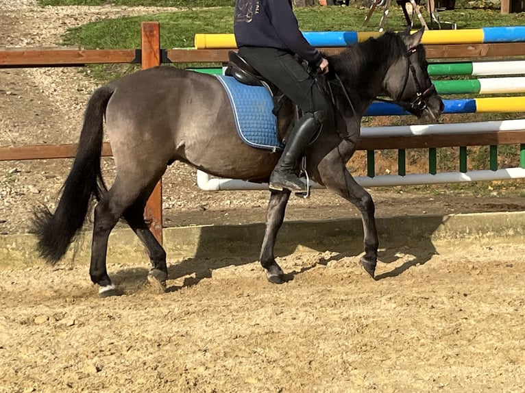 Konik Caballo castrado 4 años 134 cm Grullo in Ursensollen