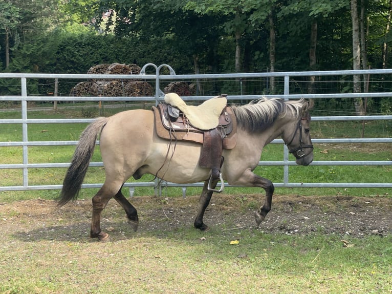 Konik Caballo castrado 4 años 140 cm Bayo in Fuchstal