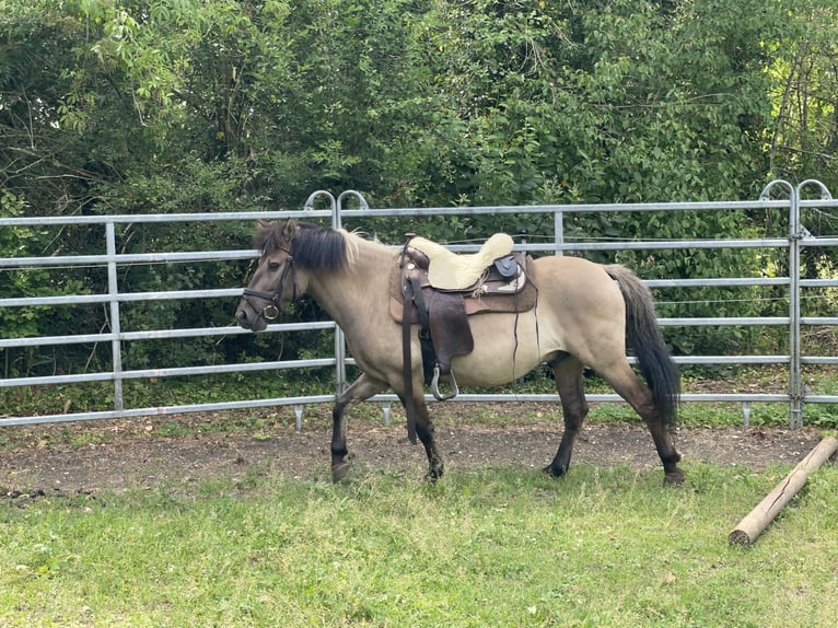 Konik Caballo castrado 4 años 140 cm Bayo in Fuchstal