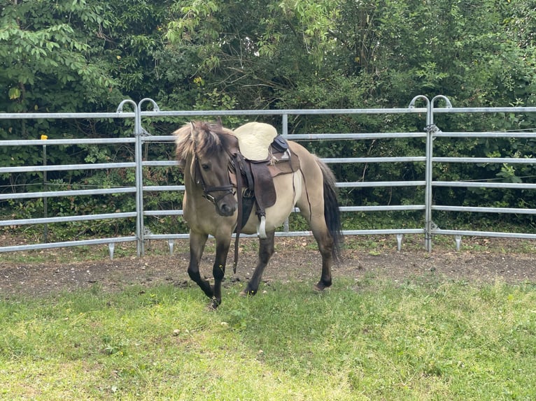 Konik Caballo castrado 4 años 140 cm Bayo in Fuchstal