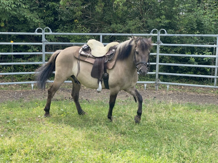 Konik Caballo castrado 4 años 140 cm Bayo in Fuchstal