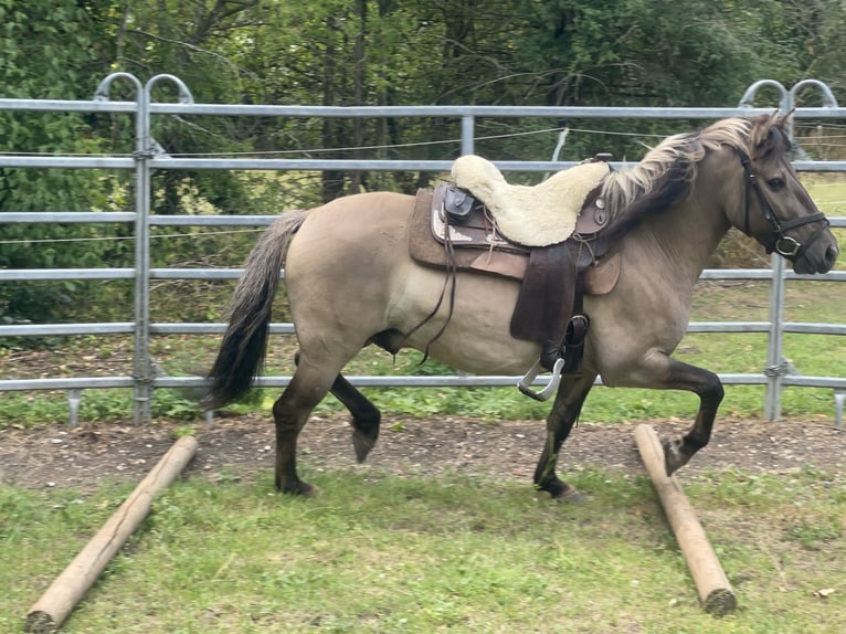 Konik Caballo castrado 4 años 140 cm Bayo in Fuchstal