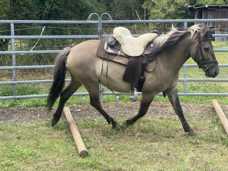 Konik Caballo castrado 4 años 140 cm Bayo in Fuchstal
