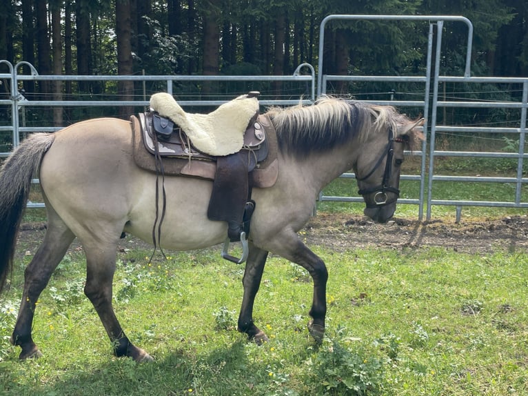 Konik Caballo castrado 4 años 140 cm Bayo in Fuchstal