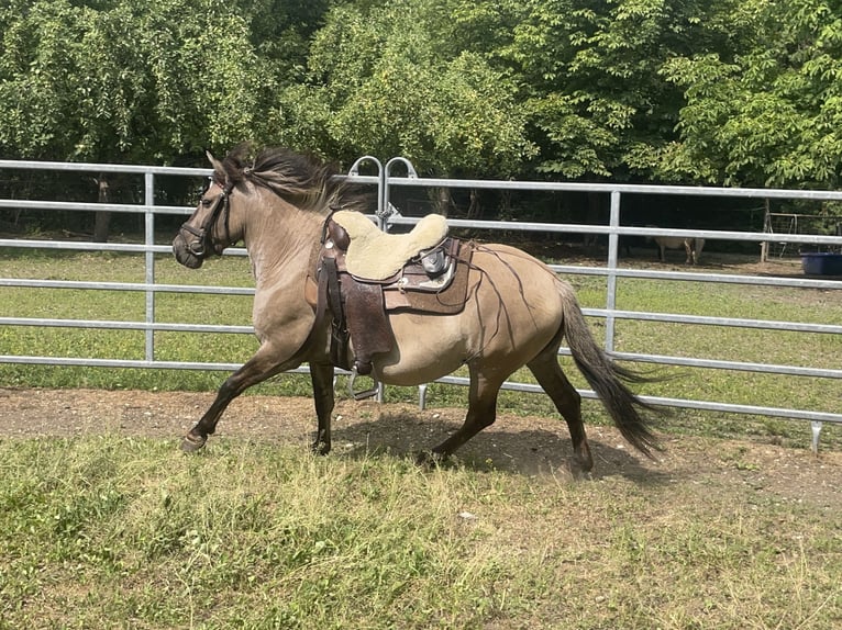 Konik Caballo castrado 4 años 140 cm Bayo in Fuchstal