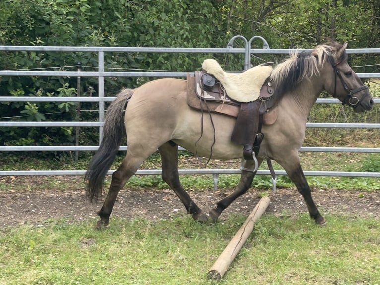Konik Caballo castrado 4 años 140 cm Bayo in Fuchstal