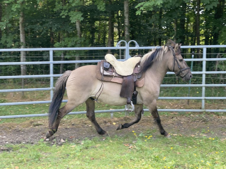 Konik Caballo castrado 4 años 140 cm Bayo in Fuchstal