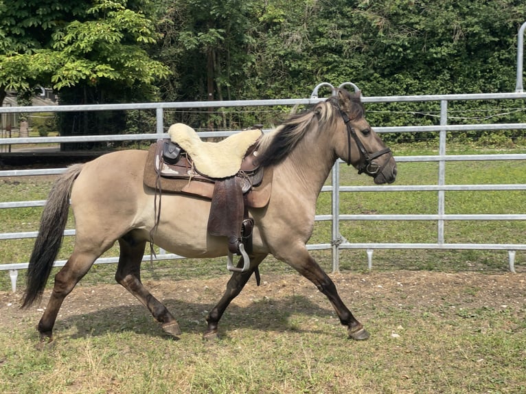 Konik Caballo castrado 4 años 140 cm Bayo in Fuchstal