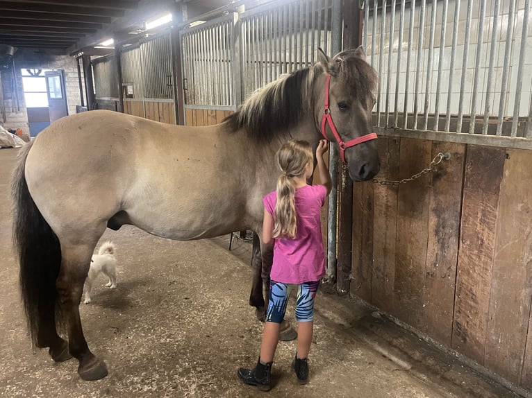 Konik Caballo castrado 4 años 140 cm Bayo in Fuchstal