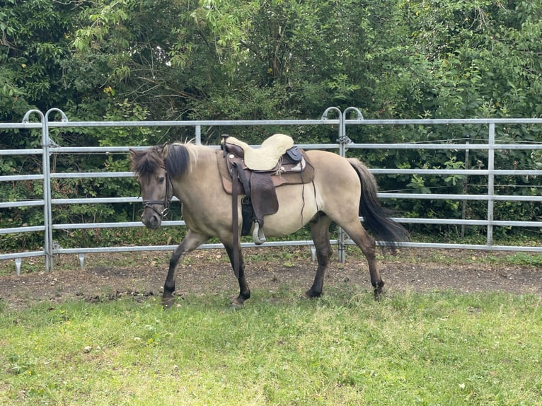 Konik Caballo castrado 4 años 140 cm Bayo in Fuchstal