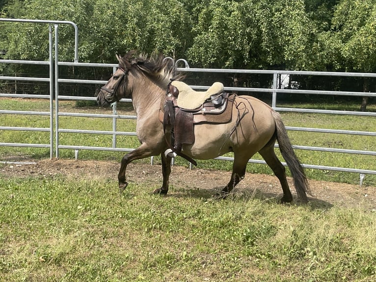 Konik Caballo castrado 4 años 140 cm Bayo in Fuchstal