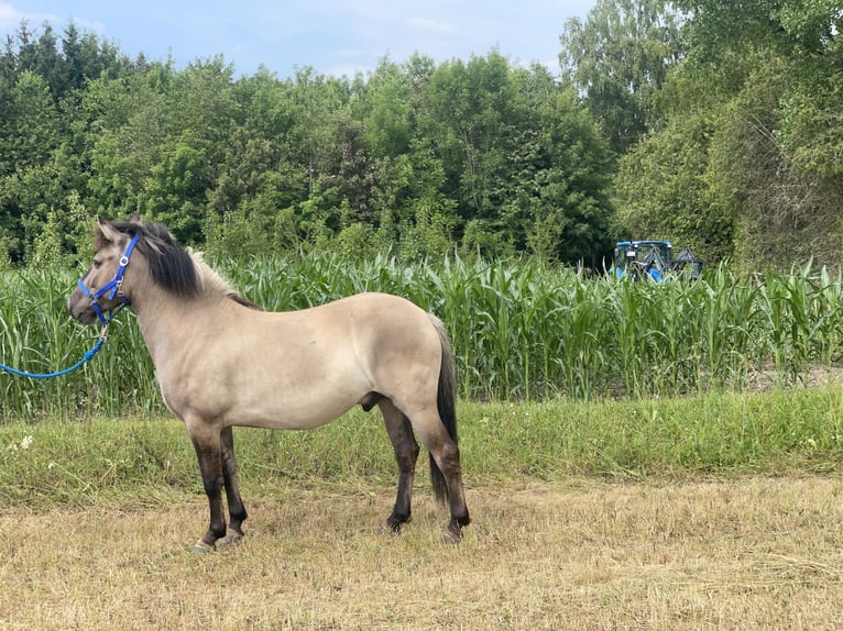 Konik Caballo castrado 4 años 140 cm Bayo in Fuchstal