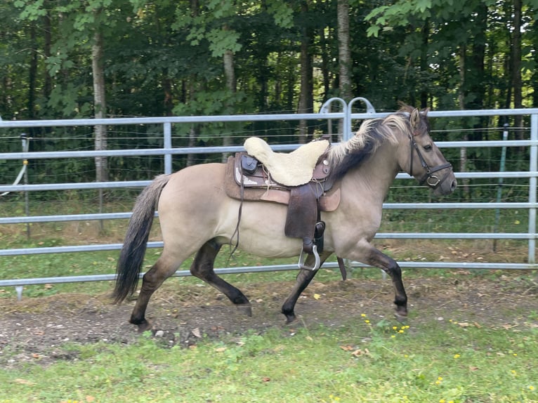 Konik Caballo castrado 4 años 140 cm Bayo in Fuchstal