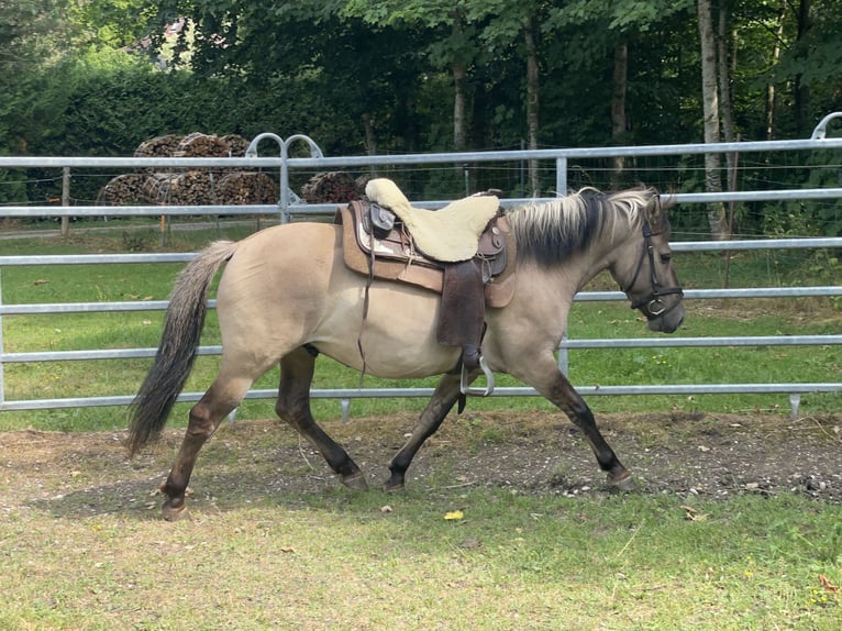 Konik Caballo castrado 4 años 140 cm Bayo in Fuchstal