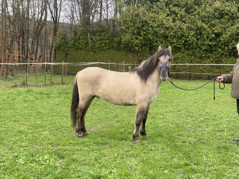 Konik Caballo castrado 4 años 141 cm Bayo in Fuchstal