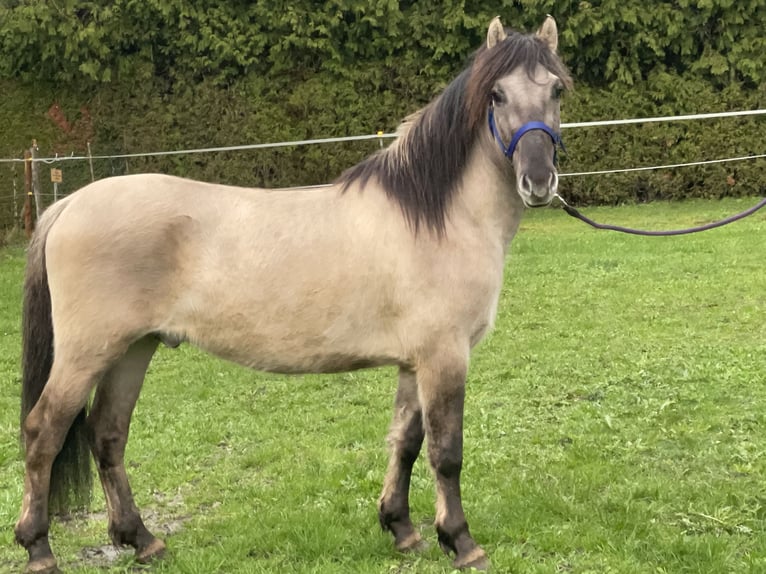 Konik Caballo castrado 4 años 141 cm Bayo in Fuchstal