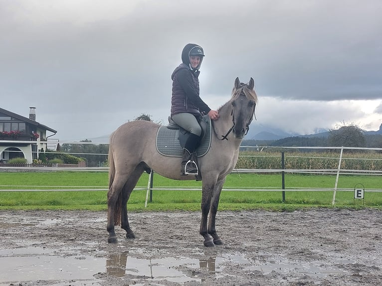 Konik Caballo castrado 4 años 141 cm Grullo in Kirchbichl