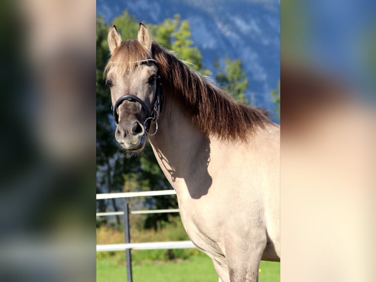 Konik Caballo castrado 4 años 141 cm Grullo in Kirchbichl