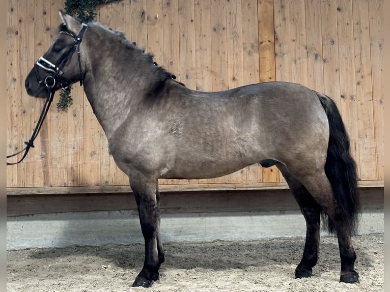 Konik Caballo castrado 4 años 142 cm Bayo in Riedlingen