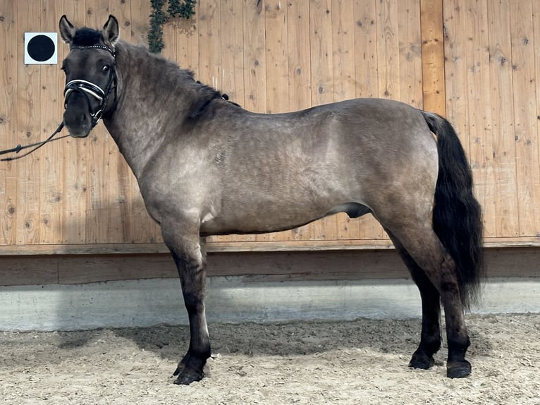 Konik Caballo castrado 4 años 142 cm Bayo in Riedlingen