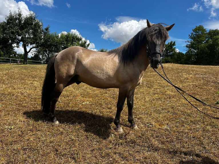 Konik Caballo castrado 4 años 142 cm in Kraichtal