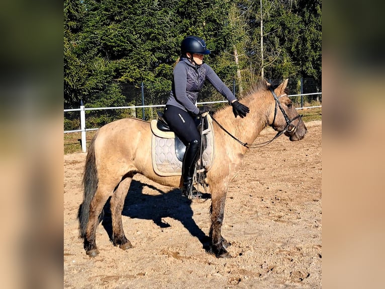 Konik Caballo castrado 4 años 144 cm Bayo in Forst
