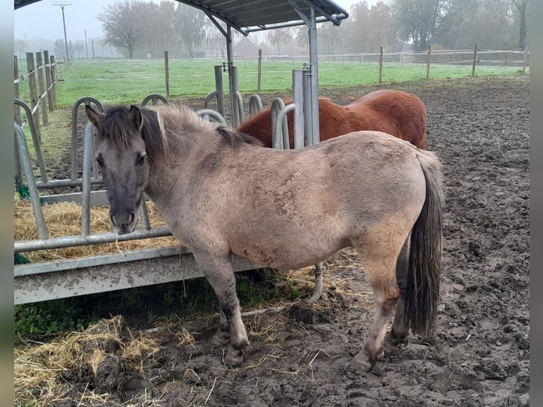 Konik Caballo castrado 5 años 134 cm Bayo in Welver