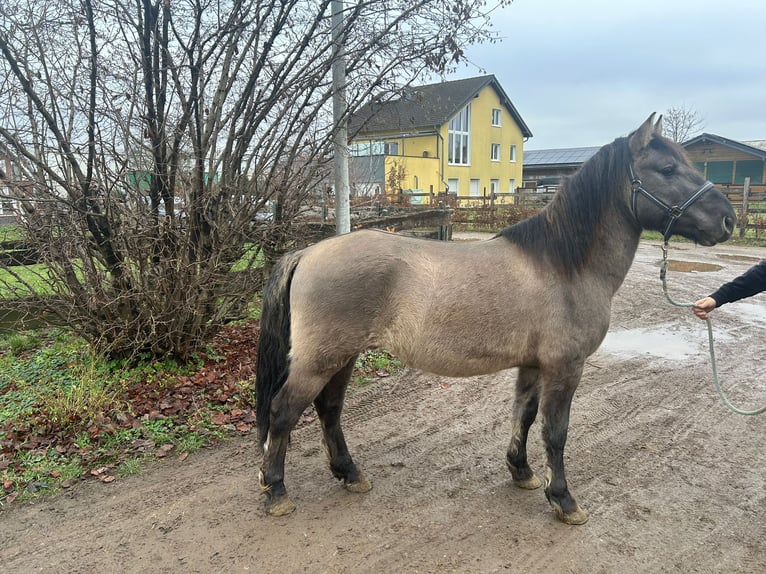Konik Caballo castrado 5 años 139 cm Grullo in Niederzier