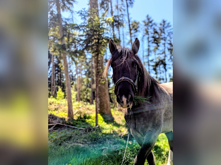 Konik Caballo castrado 5 años 144 cm Grullo in Waldshut-Tiengen