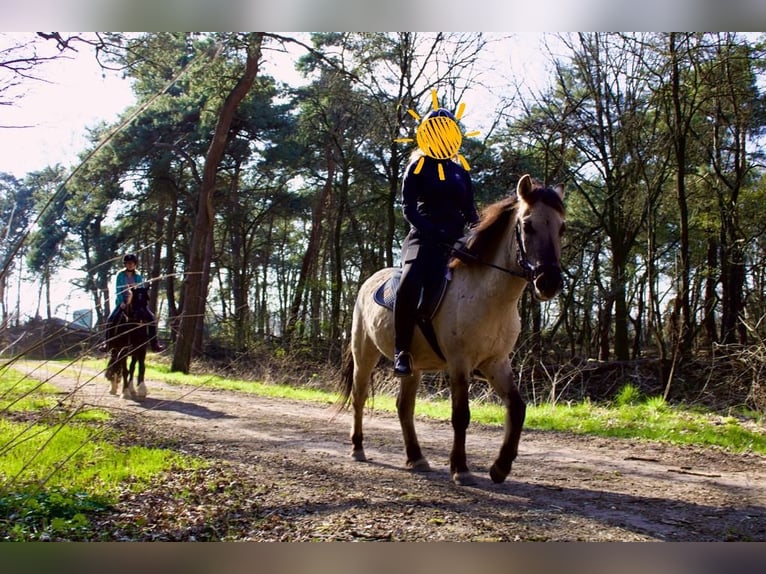 Konik Caballo castrado 5 años in Ommel