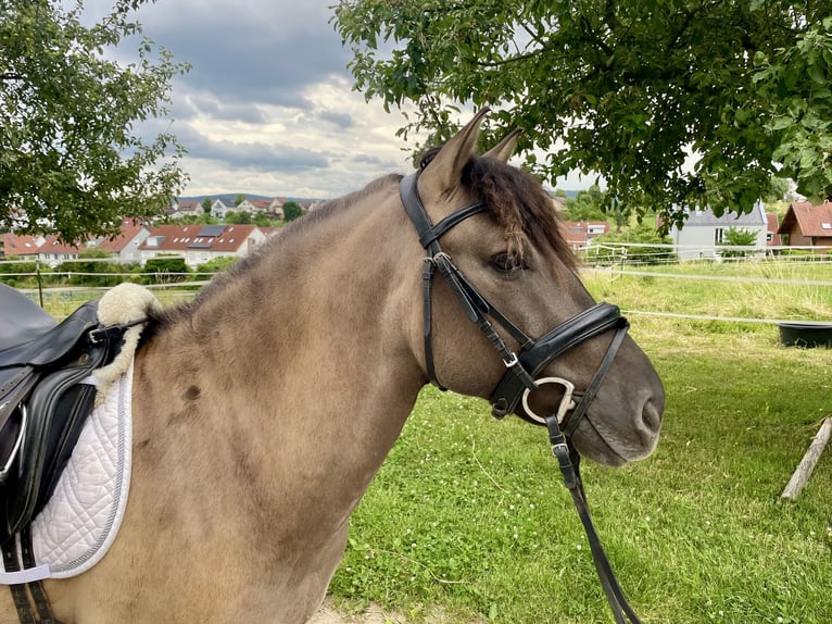 Konik Caballo castrado 6 años 135 cm Bayo in Kernen im Remstal