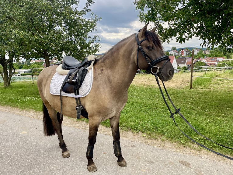 Konik Caballo castrado 6 años 135 cm Bayo in Kernen im Remstal