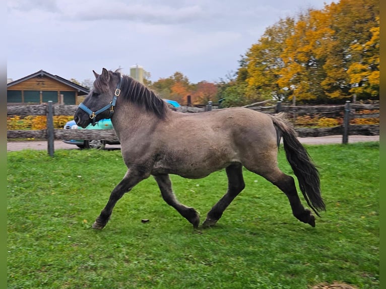 Konik Caballo castrado 6 años 135 cm Bayo in Niederzier