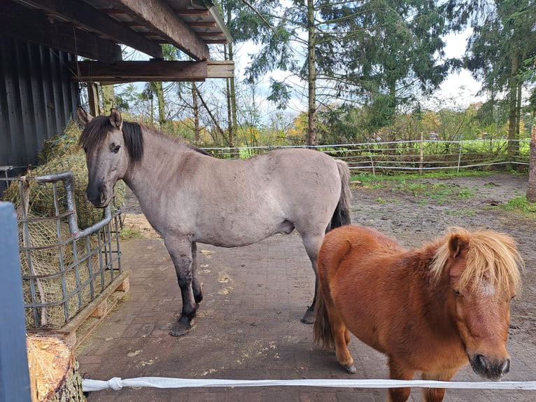 Konik Caballo castrado 6 años 137 cm in Schwanewede