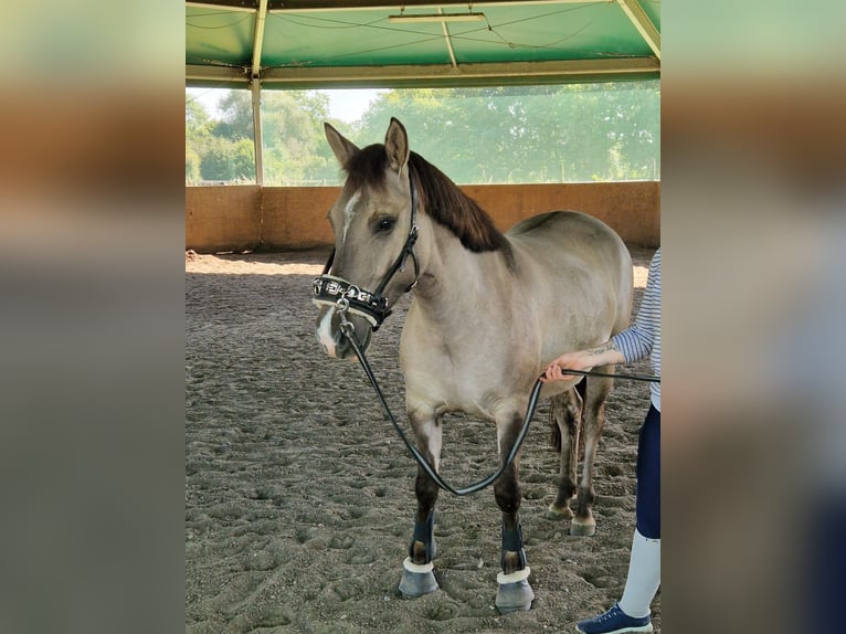 Konik Caballo castrado 6 años 140 cm Bayo in Pinneberg