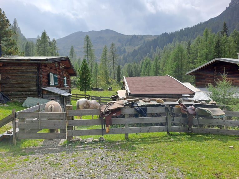 Konik Caballo castrado 6 años 141 cm in Grossarl