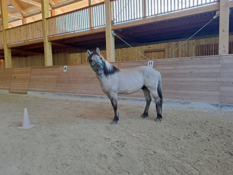Konik Caballo castrado 6 años 141 cm in Grossarl