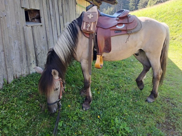 Konik Caballo castrado 6 años 142 cm in Grossarl