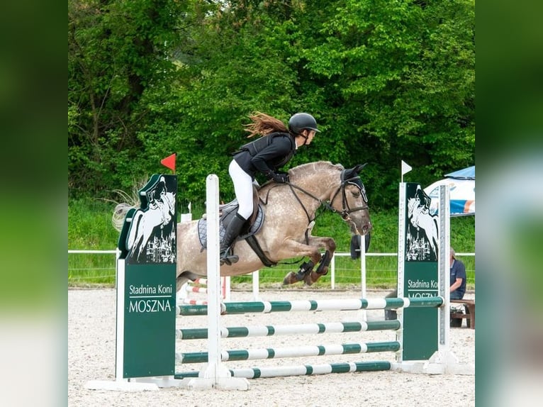 Konik Caballo castrado 6 años 142 cm Dunalino (Cervuno x Palomino) in Columbus, OH