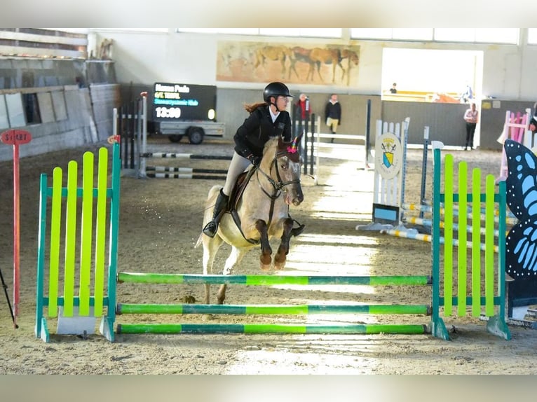 Konik Caballo castrado 6 años 142 cm Dunalino (Cervuno x Palomino) in Columbus, OH