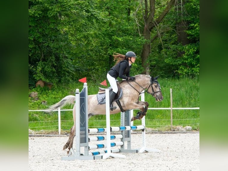 Konik Caballo castrado 6 años 142 cm Dunalino (Cervuno x Palomino) in Columbus, OH