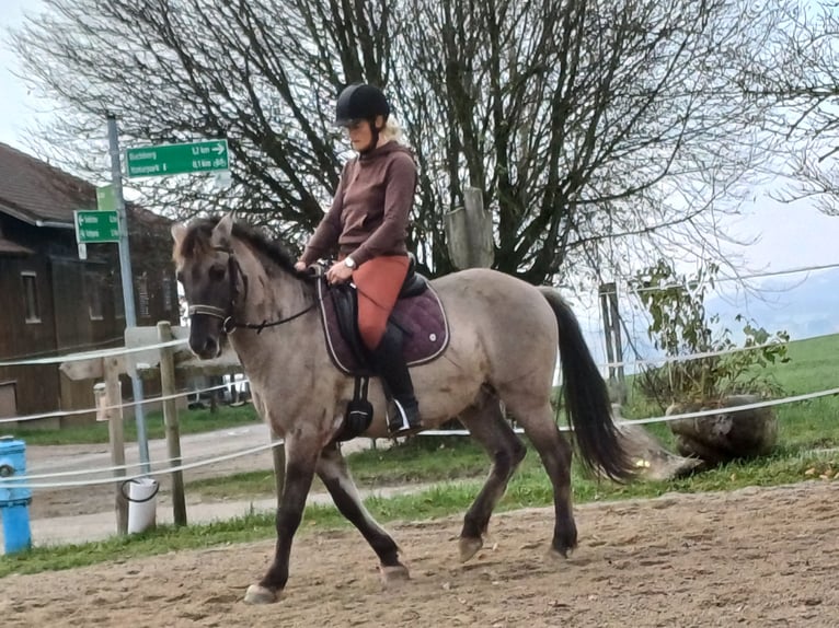 Konik Caballo castrado 6 años 143 cm in Mattsee