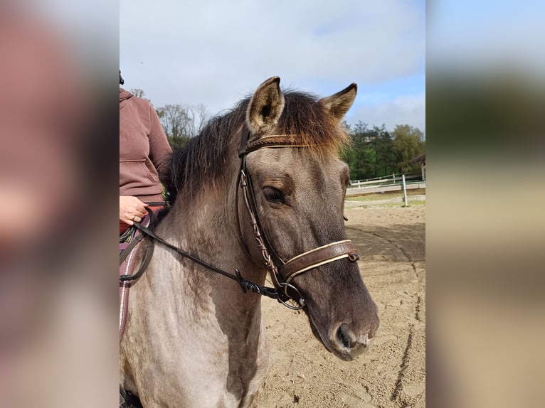 Konik Caballo castrado 6 años 143 cm in Mattsee